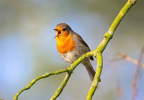 do birds like music that has a rhythm similar to their natural songs